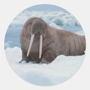 Schattig Walrus Ronde Sticker