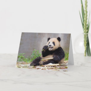 Schattig wenskaart Panda Nibbling Bamboo Kaart