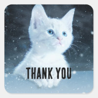 Schattig wit kitten met blauwe ogen Dank u