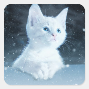 Schattig wit kitten met  blauwe ogen vierkante sticker