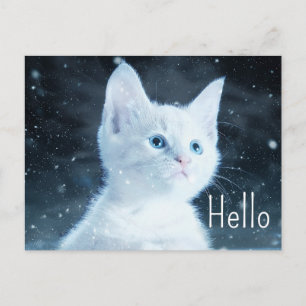 Schattig wit kitten met  Hallo blauw Eyes Briefkaart