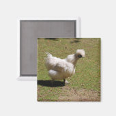 Schattig wit zijdeachtig bantam kip lopen magneet (Voorkant / Achterkant)