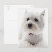 Schattig Witte West Highland Terrier Briefkaart (Voorkant / Achterkant)