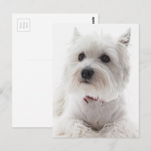 Schattig Witte West Highland Terrier Briefkaart (Voorkant / Achterkant)