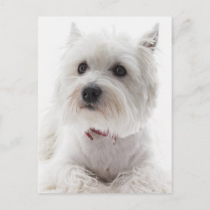 Schattig Witte West Highland Terrier Briefkaart