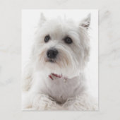 Schattig Witte West Highland Terrier Briefkaart (Voorkant)