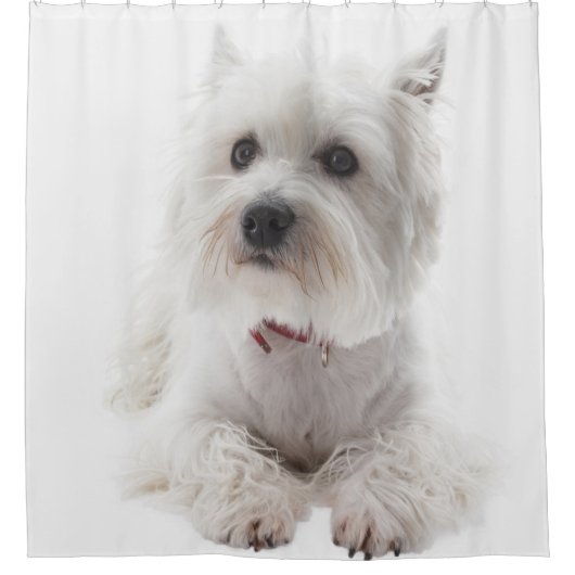 Schattig Witte West Highland Terrier Douchegordijn (Voorkant)
