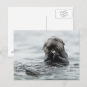 Schattig Zee Otter Briefkaart (Voorkant / Achterkant)