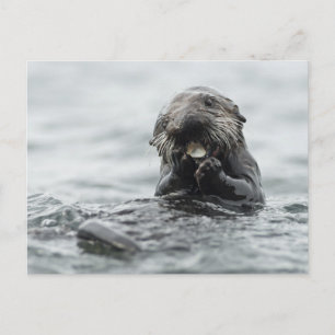 Schattig Zee Otter Briefkaart