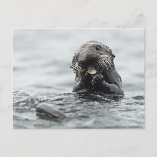 Schattig Zee Otter Briefkaart (Voorkant)
