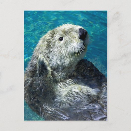 Schattig Zee Otter Cute Blue Water Briefkaart (Voorkant)