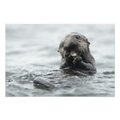 Schattig Zee Otter Foto Afdruk (Voorkant)
