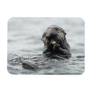 Schattig Zee Otter Magneet
