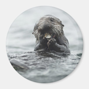 Schattig Zee Otter Magneet