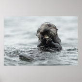 Schattig Zee Otter Poster (Voorkant)