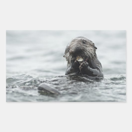 Schattig Zee Otter Rechthoekige Sticker (Voorkant)