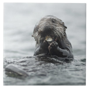 Schattig Zee Otter Tegeltje