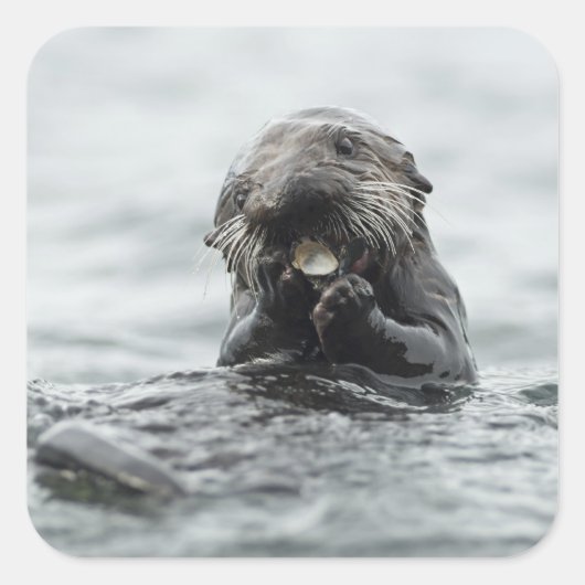 Schattig Zee Otter Vierkante Sticker (Voorkant)