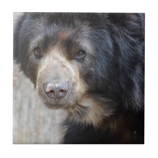 Schattig zwart Beer Tegeltje (Voorkant)