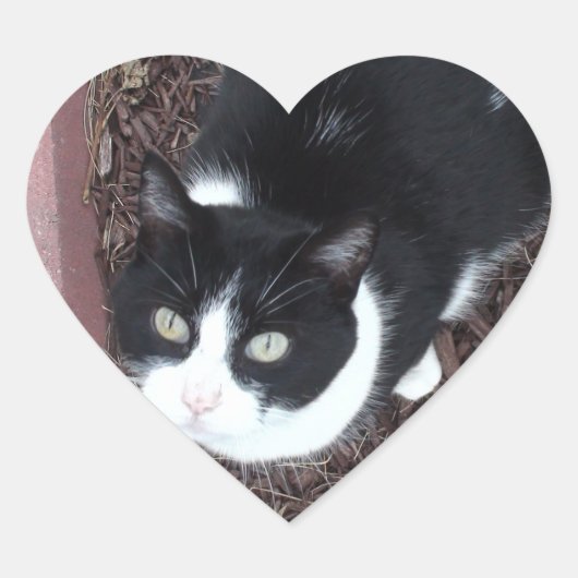 Schattig Zwart en Wit Groene Eyed Kat Stickers (Voorkant)