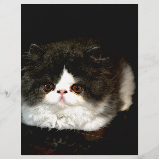 Schattig zwart en wit kitten kat huisdier (Voorkant)