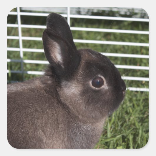 Schattig zwart konijn op groene grassen vierkante sticker (Voorkant)