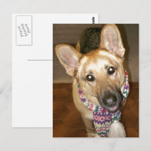 Schattig Zwart & Tan Duits Herder Briefkaart