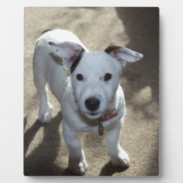 Schattig zwart-wit jack russell-puppy fotoplaat
