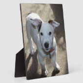 Schattig zwart-wit jack russell-puppy fotoplaat (Zijkant)