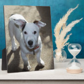 Schattig zwart-wit jack russell-puppy fotoplaat (Zijkant)