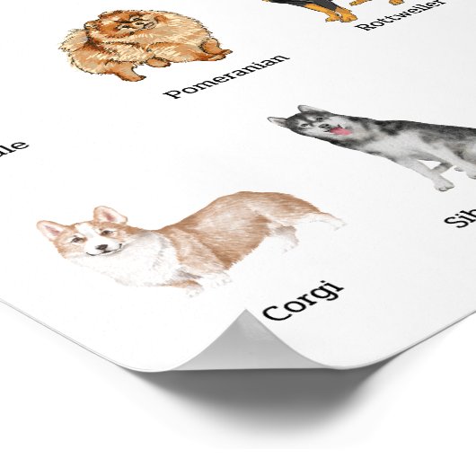 schattige 20 hondenrassen poster (Hoek)