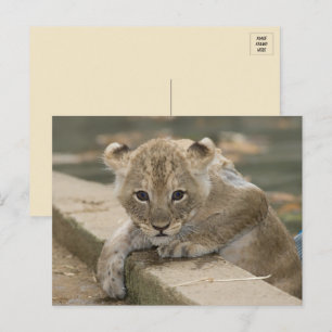 Schattige African Lion Cub Briefkaart