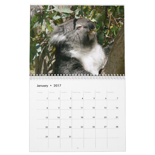 Schattige agenda Koala Beren 2016 Kalender (Jan 2017)