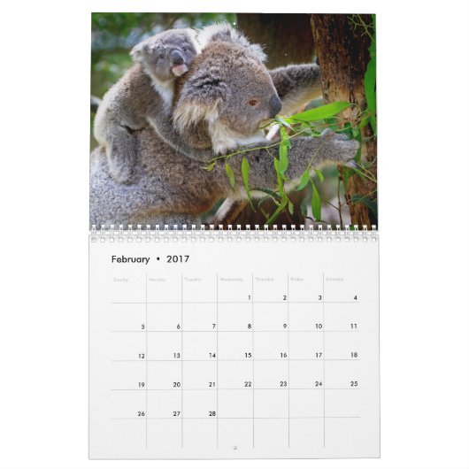 Schattige agenda Koala Beren 2016 Kalender (Feb 2017)