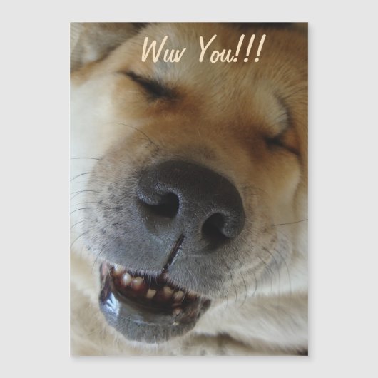 schattige akita glimlachend grappige hondenliefde (Voorkant)