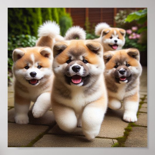 schattige Akita puppies Poster (Voorkant)