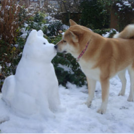 schattige akita zoende sneeuwfoto akita briefkaart