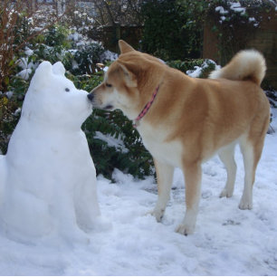schattige akita zoende sneeuwfoto akita legpuzzel
