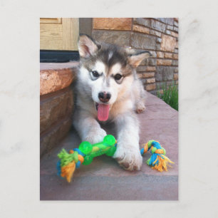Schattige Alaskan Malamute Puppy Foto Mis Je Briefkaart