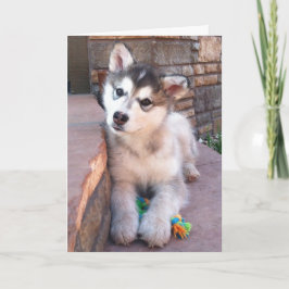 Schattige Alaskan Malamute Puppy Kop Kantel Foto Kaart