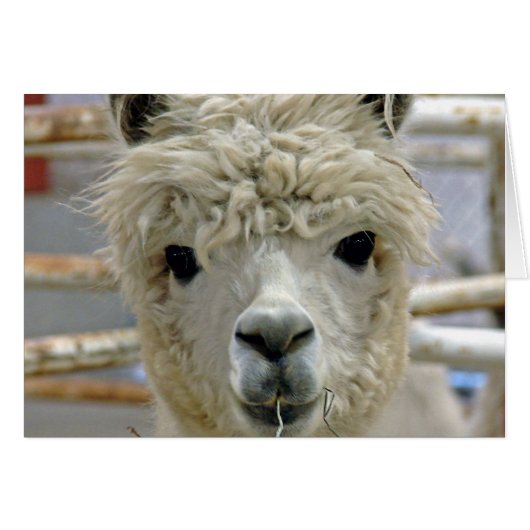 Schattige Alpaca (Voorkant Horizontaal)