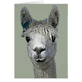 Schattige Alpaca