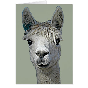 Schattige Alpaca