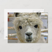 Schattige Alpaca Briefkaart (Voorkant / Achterkant)