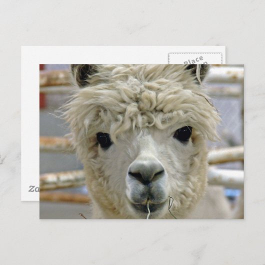 Schattige Alpaca Briefkaart (Voorkant / Achterkant)