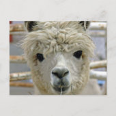 Schattige Alpaca Briefkaart (Voorkant)