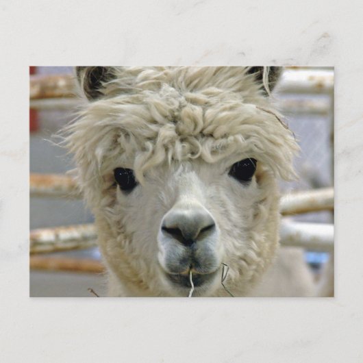 Schattige Alpaca Briefkaart (Voorkant)