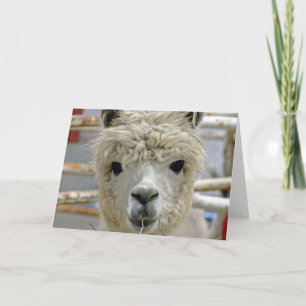 Schattige Alpaca Kaart