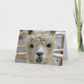 Schattige Alpaca Kaart (Voorkant)