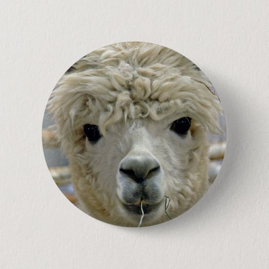 Schattige Alpaca Ronde Button 5,7 Cm (Voorkant)